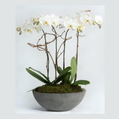 ORCHID GARDEN IN CONCRETE POT