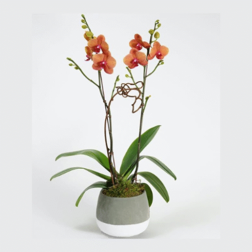 ASSORTED COLORS ORCHID WITH 2 STEMS IN CONCRETE POT