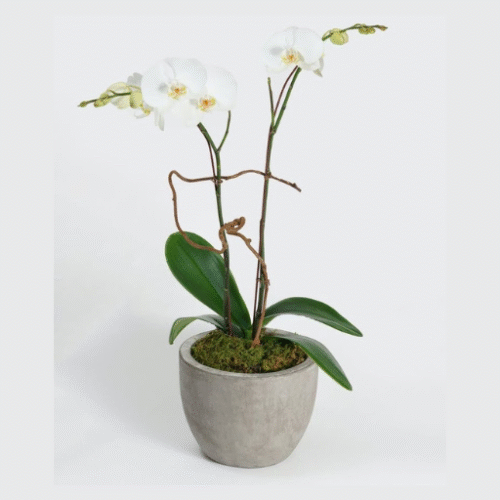 WHITE ORCHID WITH 2 STEMS IN CONCRETE POT
